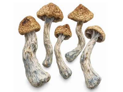 20% Off On Canada Shrooms